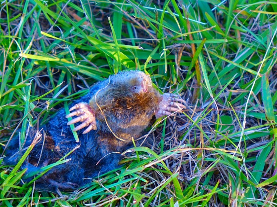 I also think its important to mention that a saw a zombie mole. 